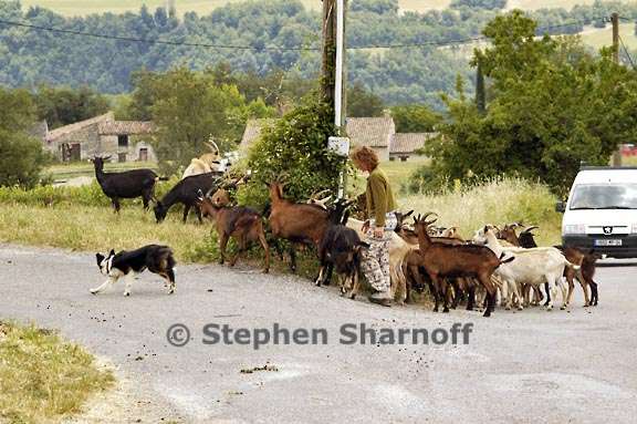 goats lincel 4 graphic